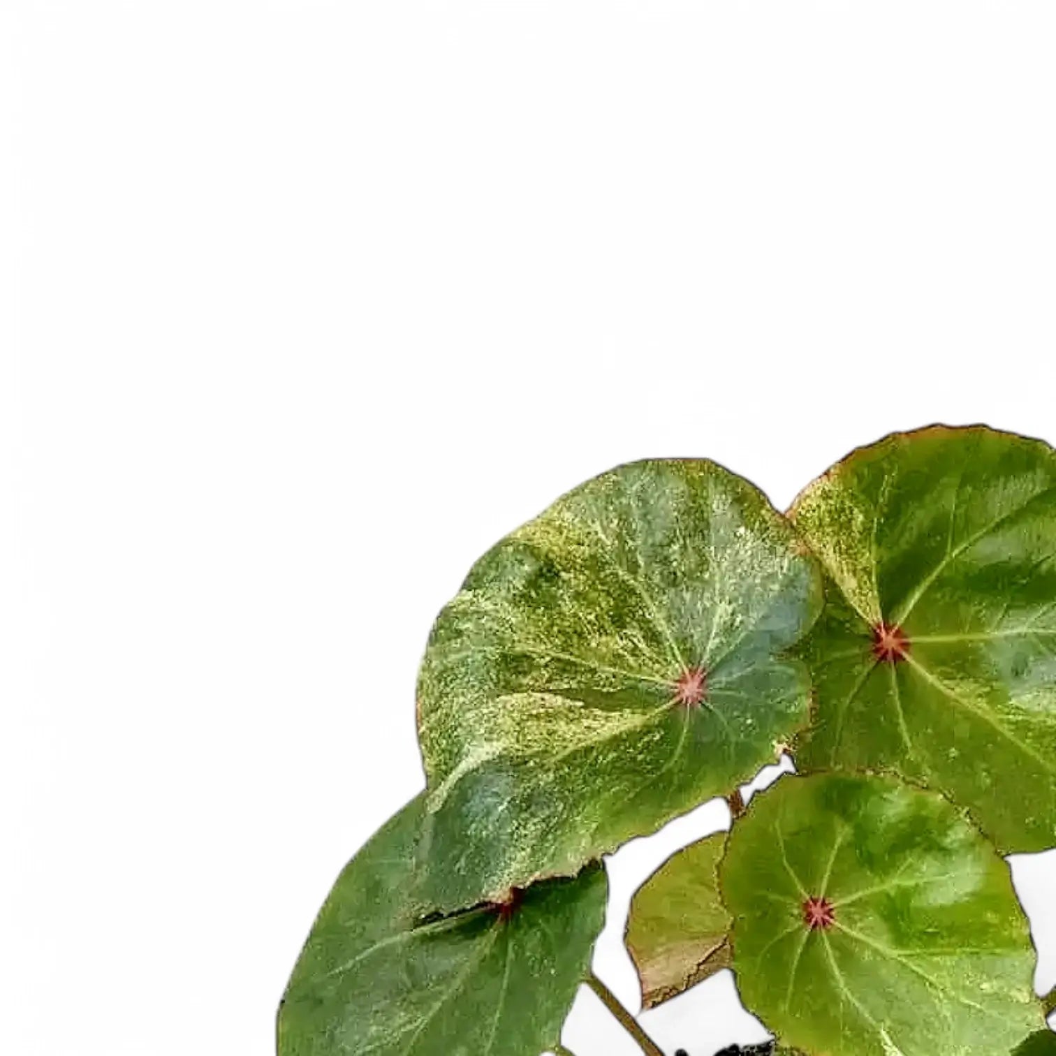 Begonia 'Rouge' variegata – Blattdetail vor weißem Hintergrund..