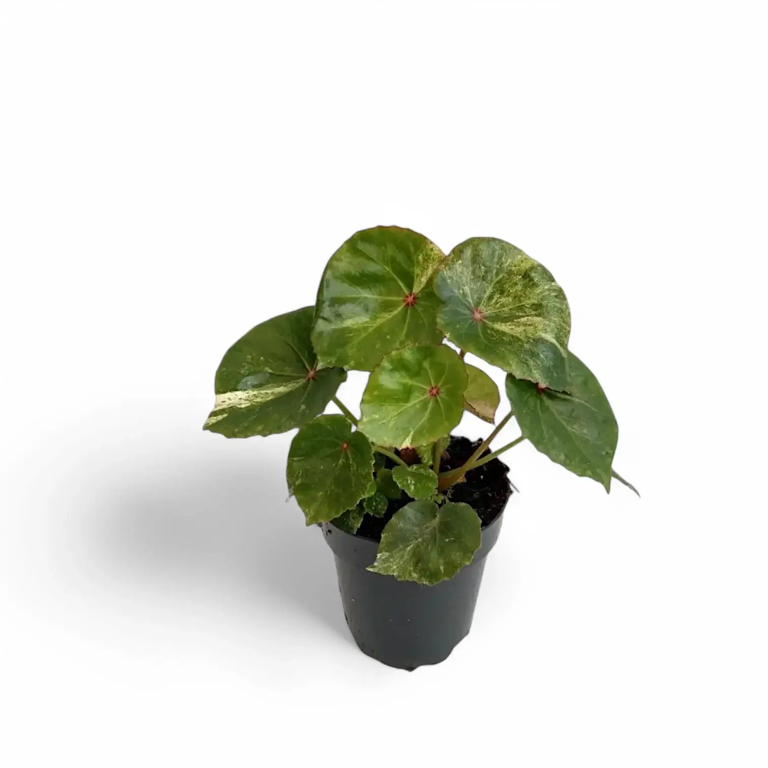 Begonia 'Rouge' variegata potted plant in nursery pot on white background.