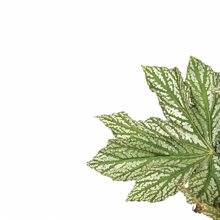 Begonia 'Silver Maples' – Blattdetail vor weißem Hintergrund..