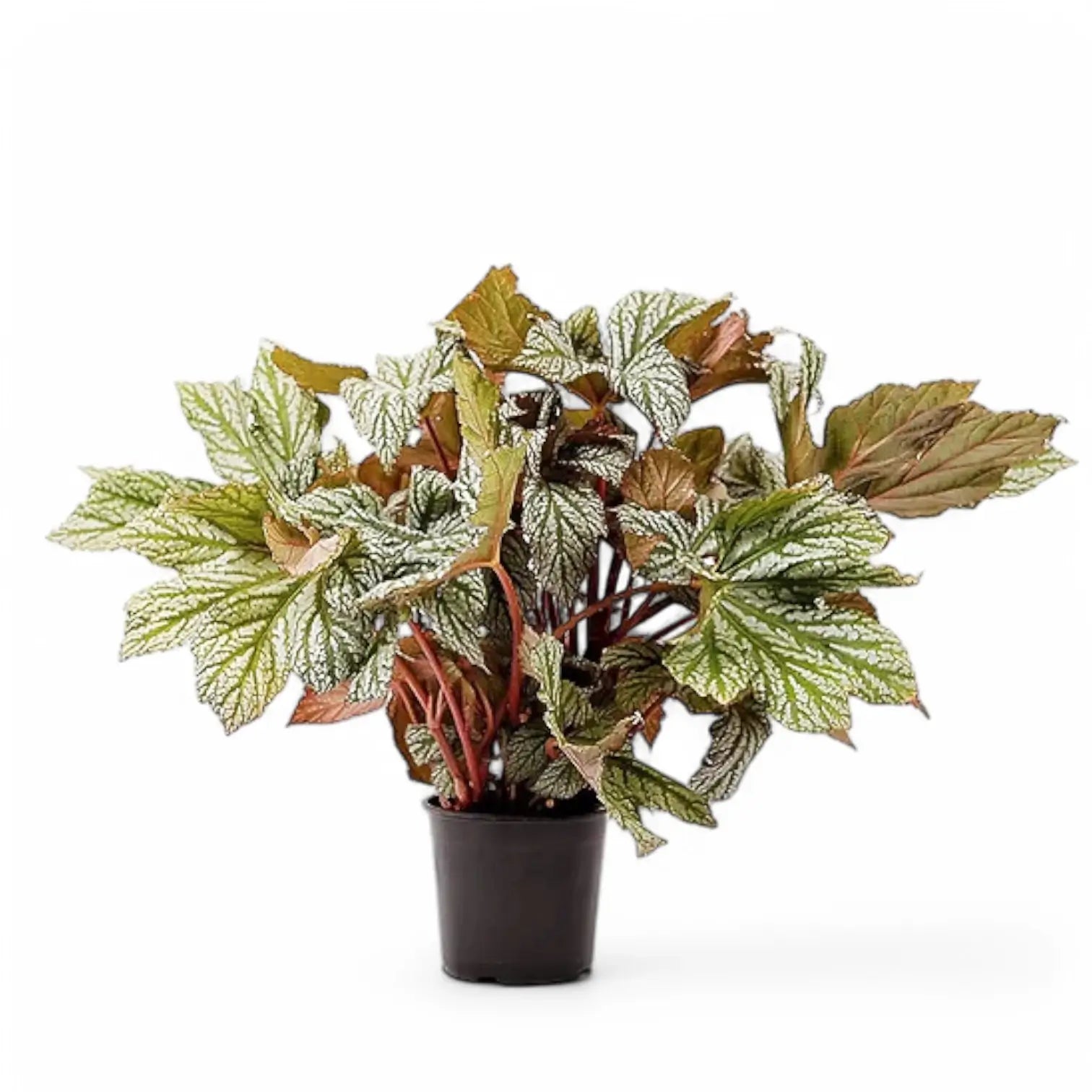 Begonia 'Silver Maples' potted plant in nursery pot on white background.