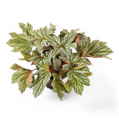 Begonia 'Silver Maples' potted plant in nursery pot on white background.