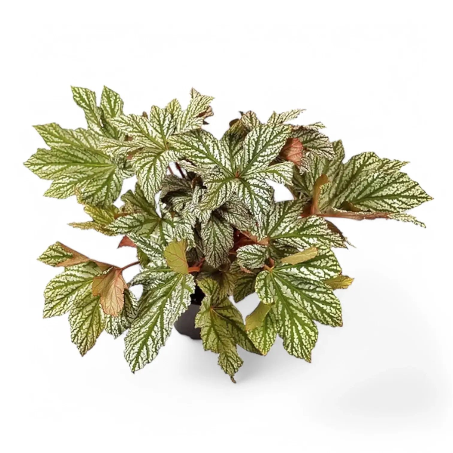 Begonia 'Silver Maples' potted plant in nursery pot on white background.