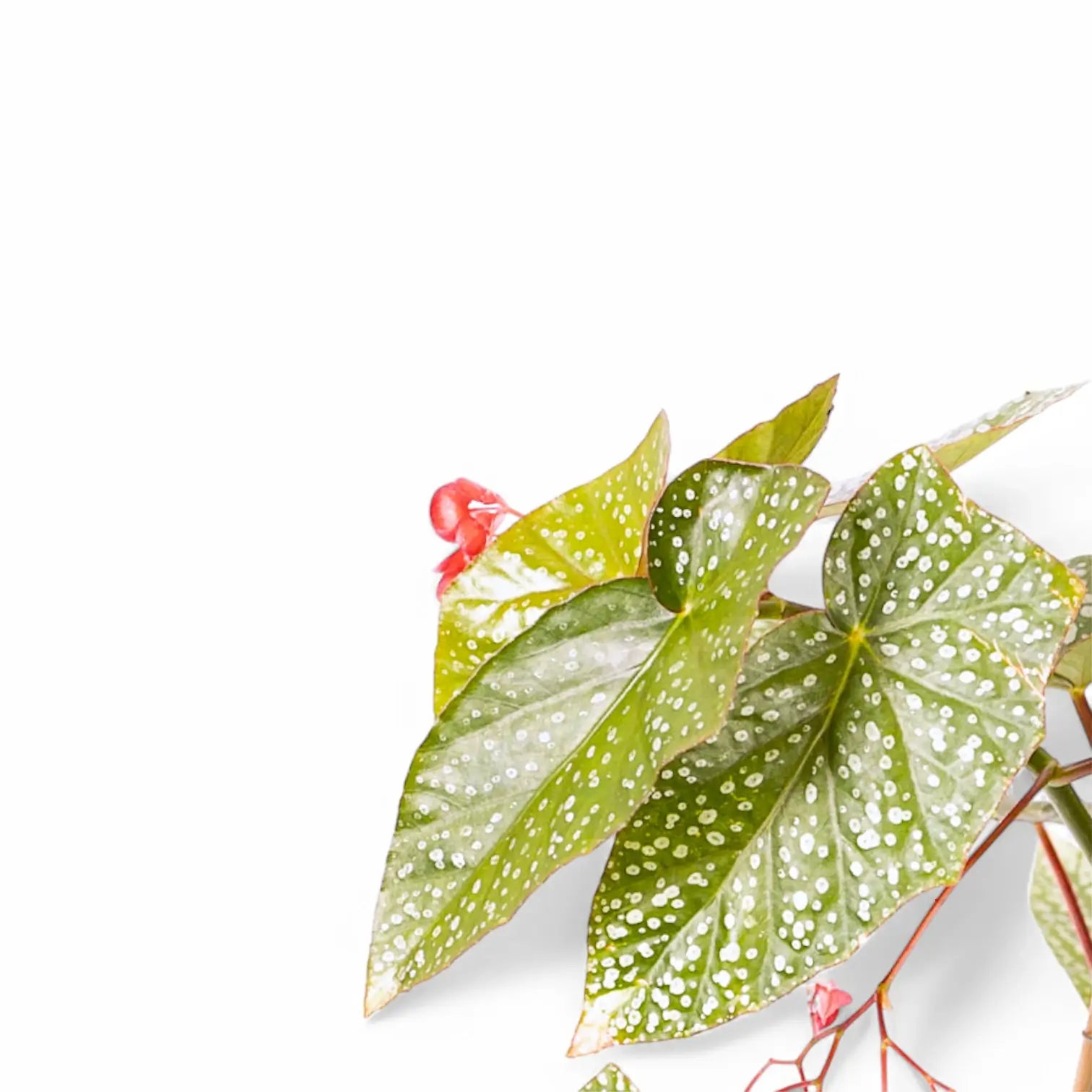 Begonia 'Snow Capped' – Olive Leaves with Silver Dots