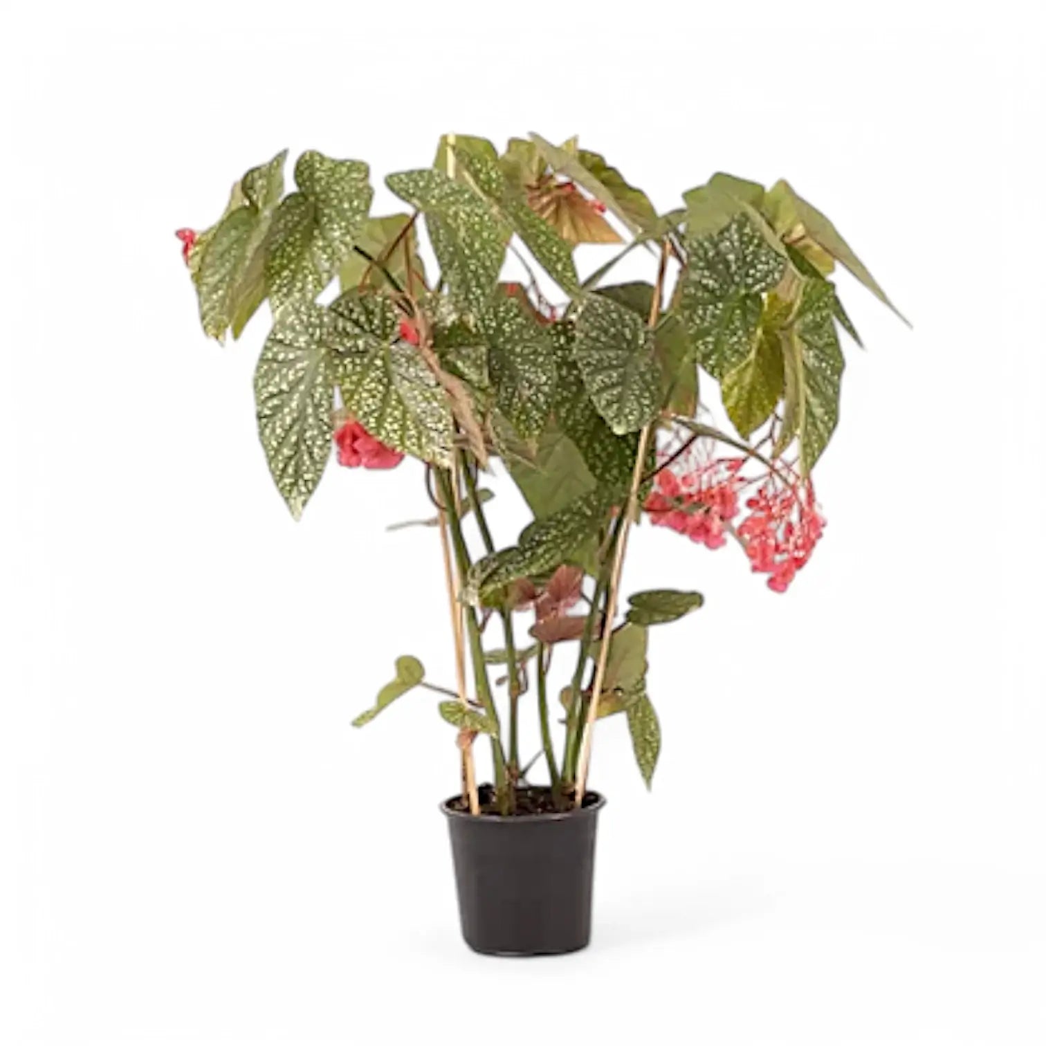 Begonia 'Snow Capped' – Olive Leaves with Silver Dots