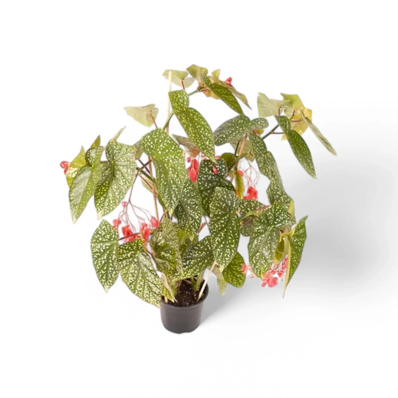 Begonia 'Snow Capped' potted plant in nursery pot on white background.
