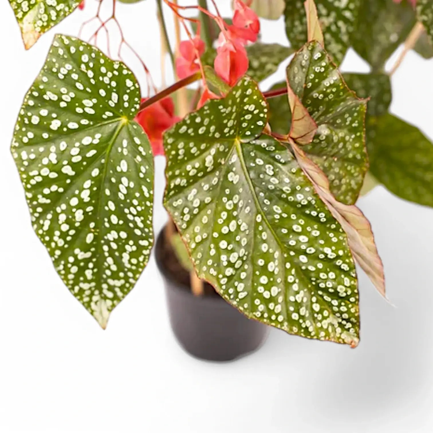 Begonia 'Snow Capped' potted plant in nursery pot on white background.