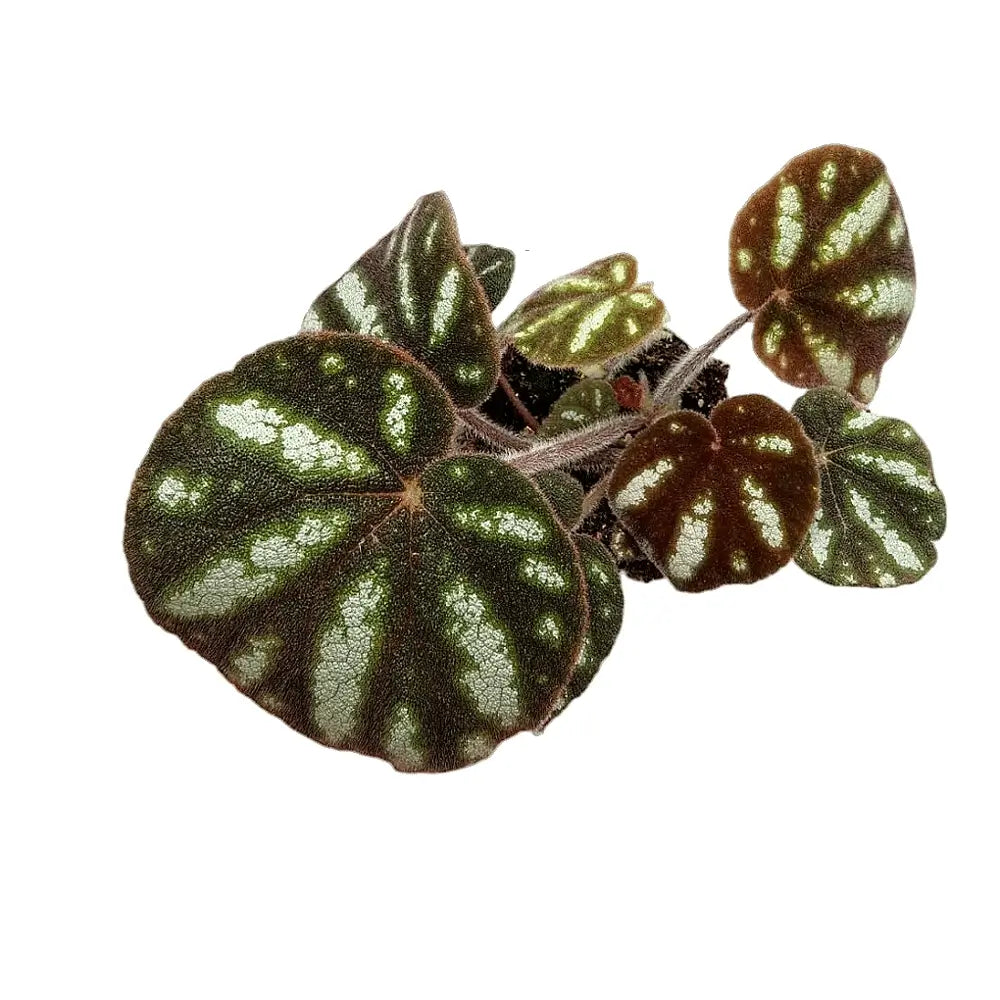 Begonia sp. Ngoc Lac potted plant in nursery pot on white background.