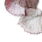 Begonia sp. U192 'Martin's Mystery' close-up of leaf on white background.