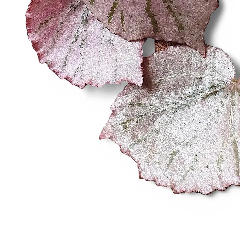Begonia sp. U192 'Martin's Mystery' – Blattdetail vor weißem Hintergrund..