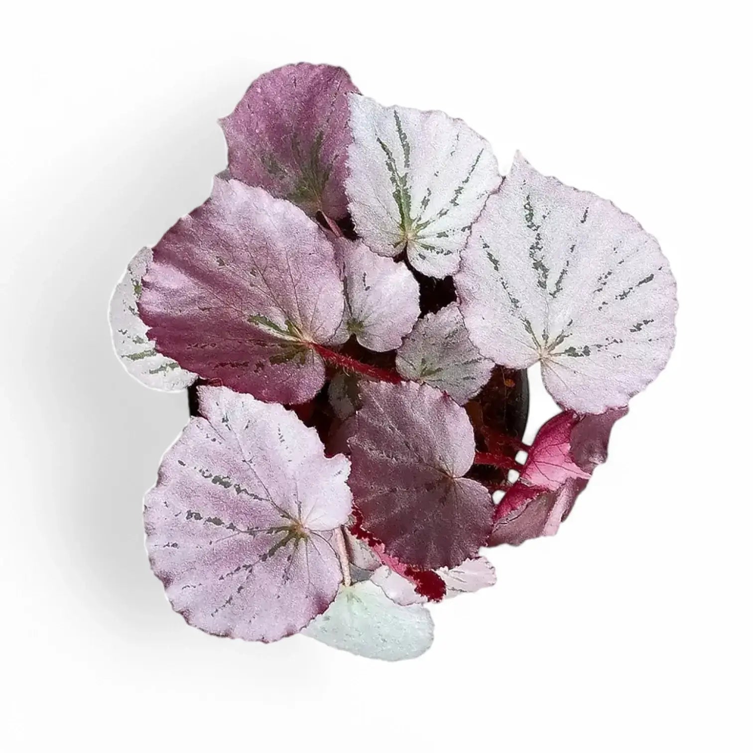 Begonia sp. U192 'Martin's Mystery' potted plant in nursery pot on white background.
