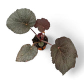 Begonia sp. U485 potted plant in nursery pot on white background.