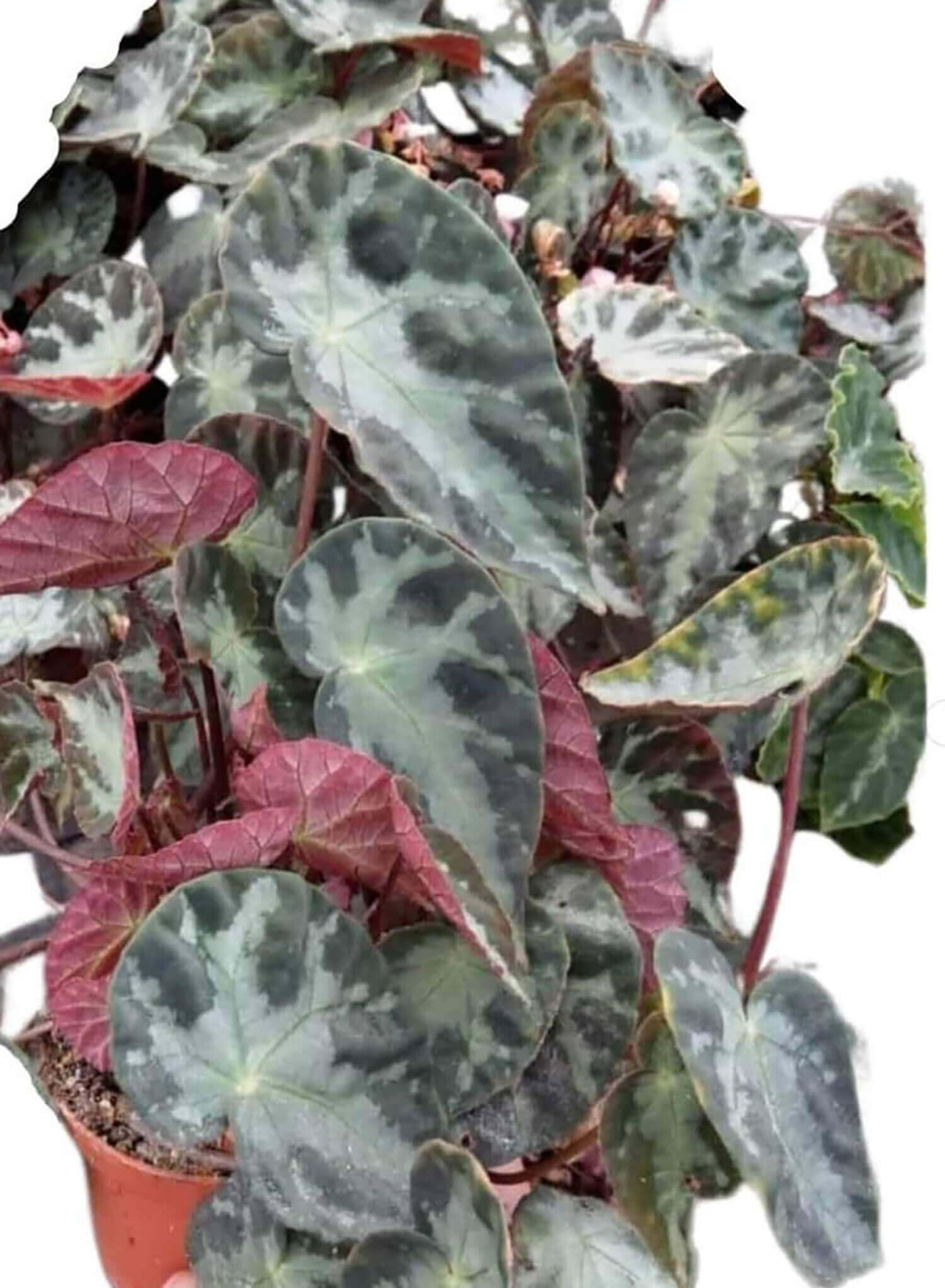 begonia-sp-u577-01.jpg?crop=