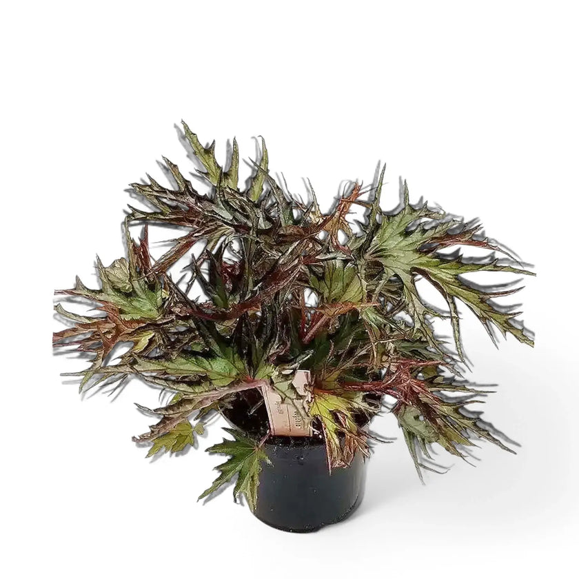 Begonia sp. U614 potted plant in nursery pot on white background.