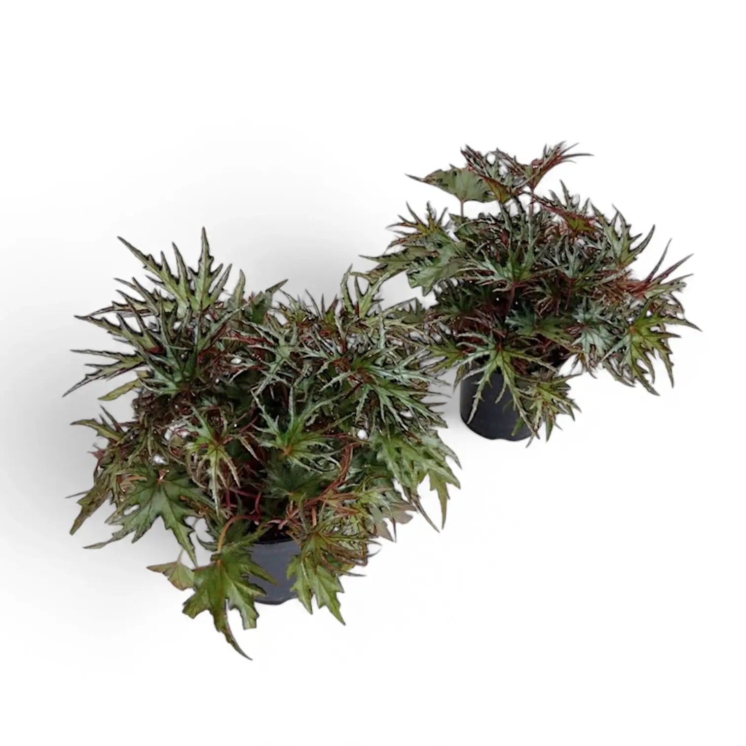 Begonia sp. U614 potted plant in nursery pot on white background.