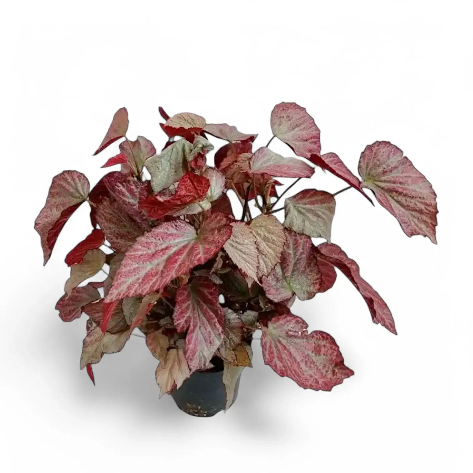 Begonia 'Two Face' potted plant in nursery pot on white background.