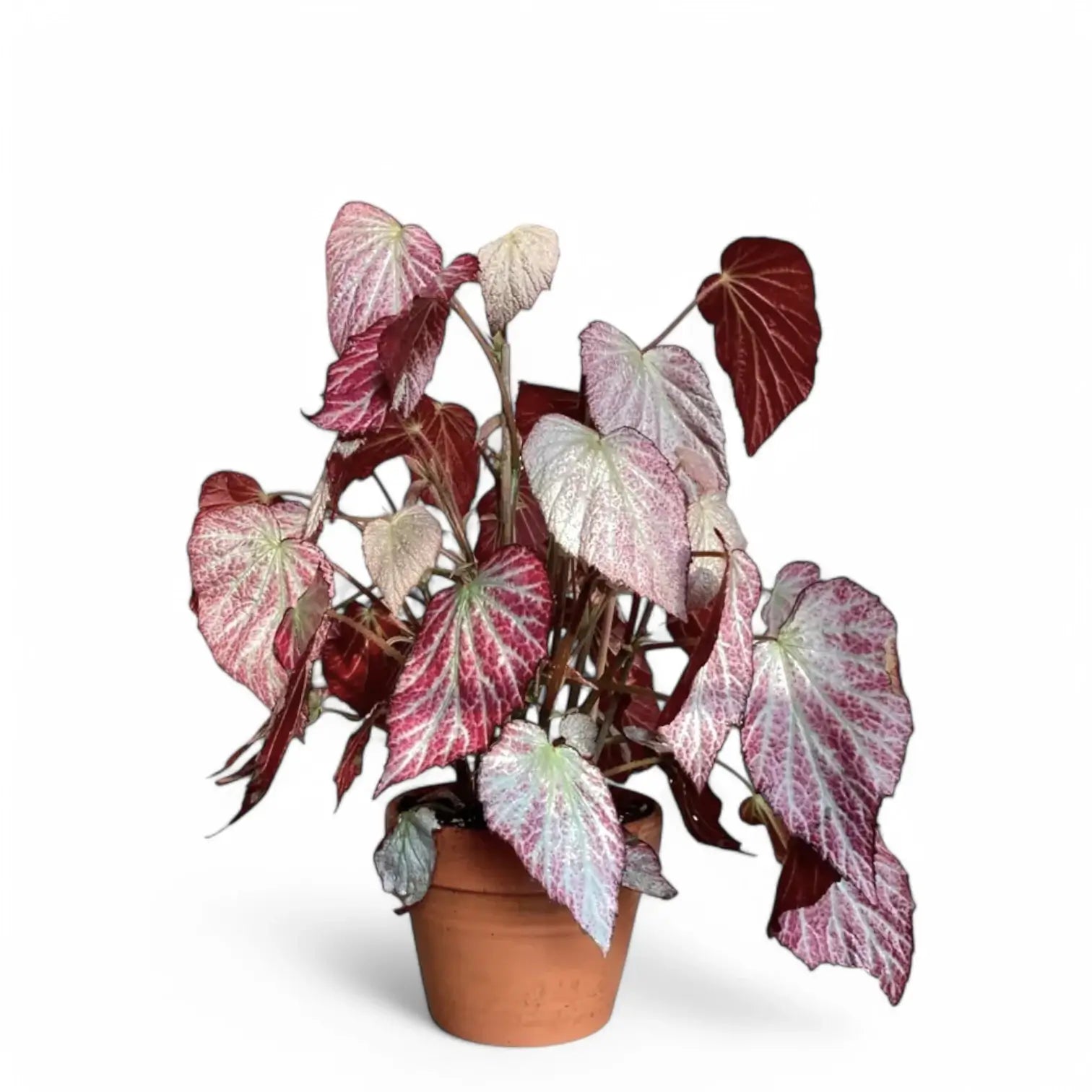 Begonia 'Two Face' potted plant in nursery pot on white background.