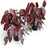 Begonia 'Two Face' potted plant in nursery pot on white background.