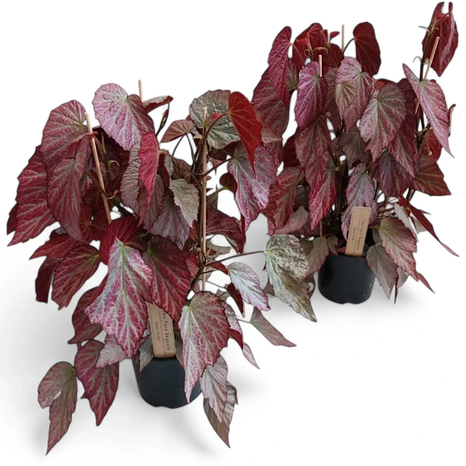Begonia 'Two Face' potted plant in nursery pot on white background.