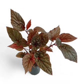 Begonia U062 potted plant in nursery pot on white background.