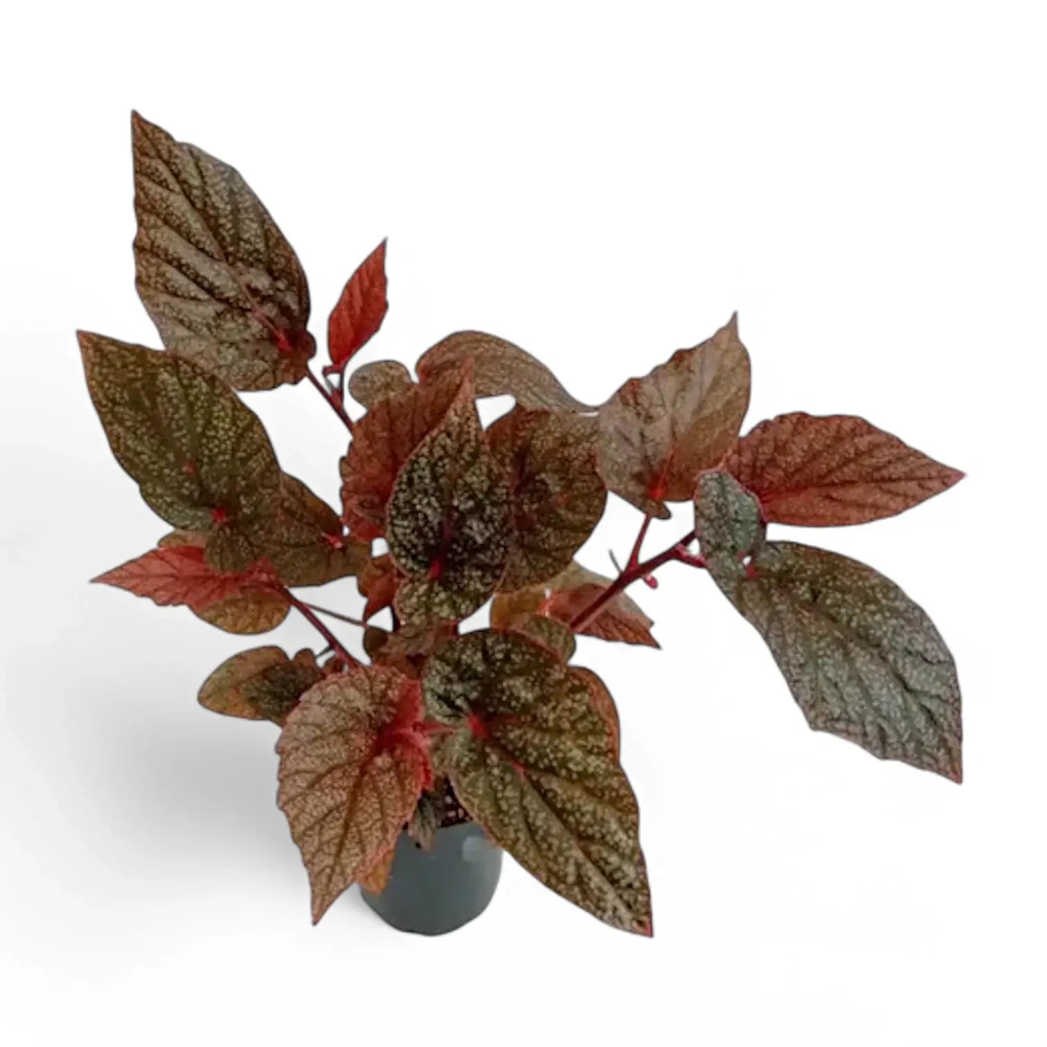 Begonia U062 potted plant in nursery pot on white background.
