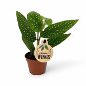 Begonia × albopicta potted plant in nursery pot on white background.