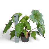 Begonia x ricinifolia ‘Immense’ potted plant in nursery pot on white background.
