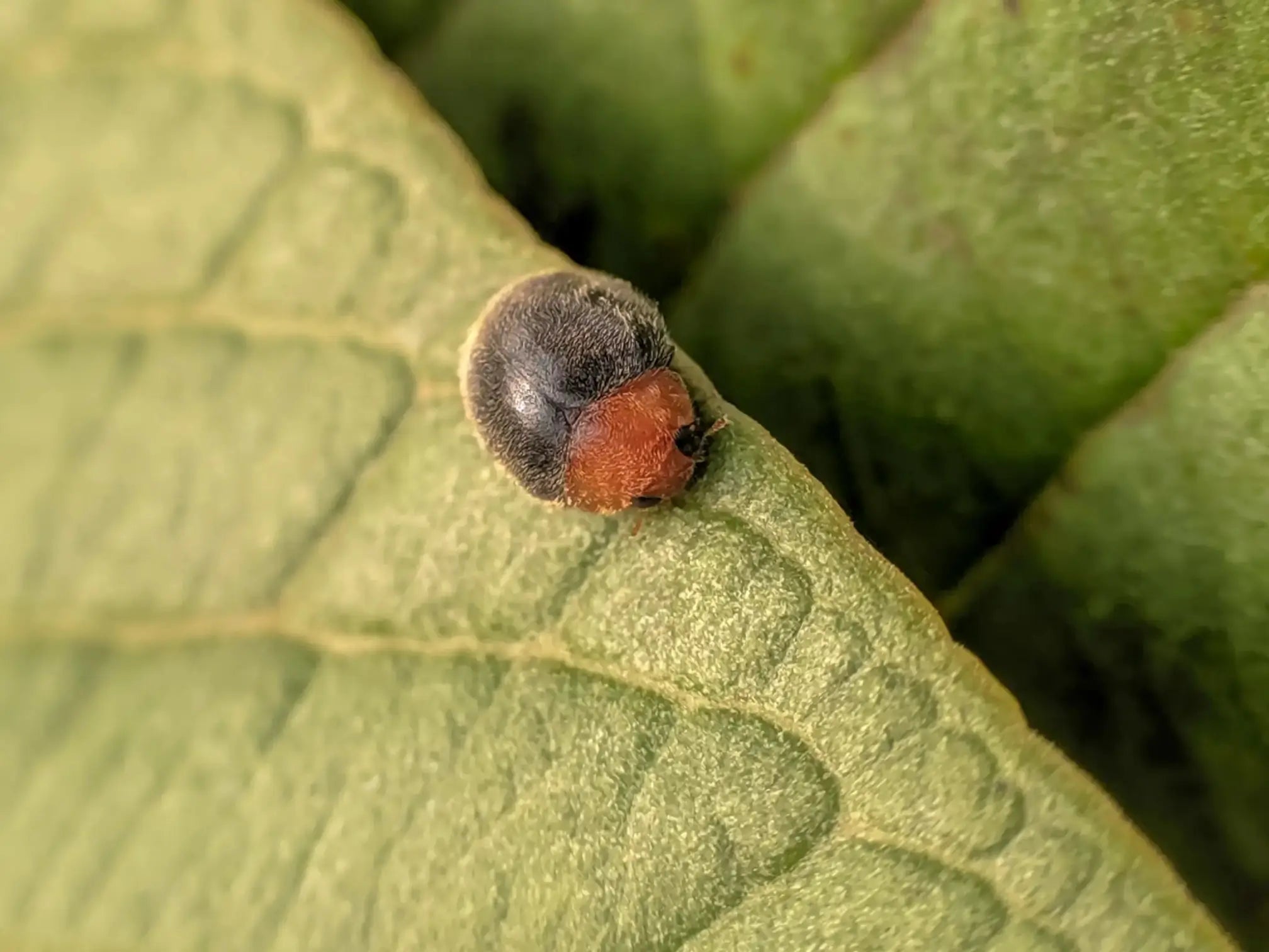 Beneficial insect - ladybug Cryptolaemus on a green leaf.