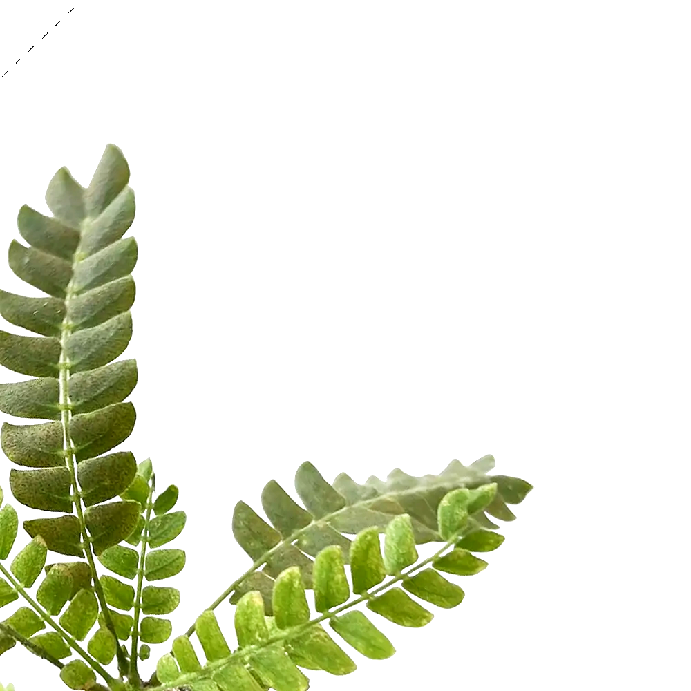 Biophytum sensitivum close-up of leaf on white background.