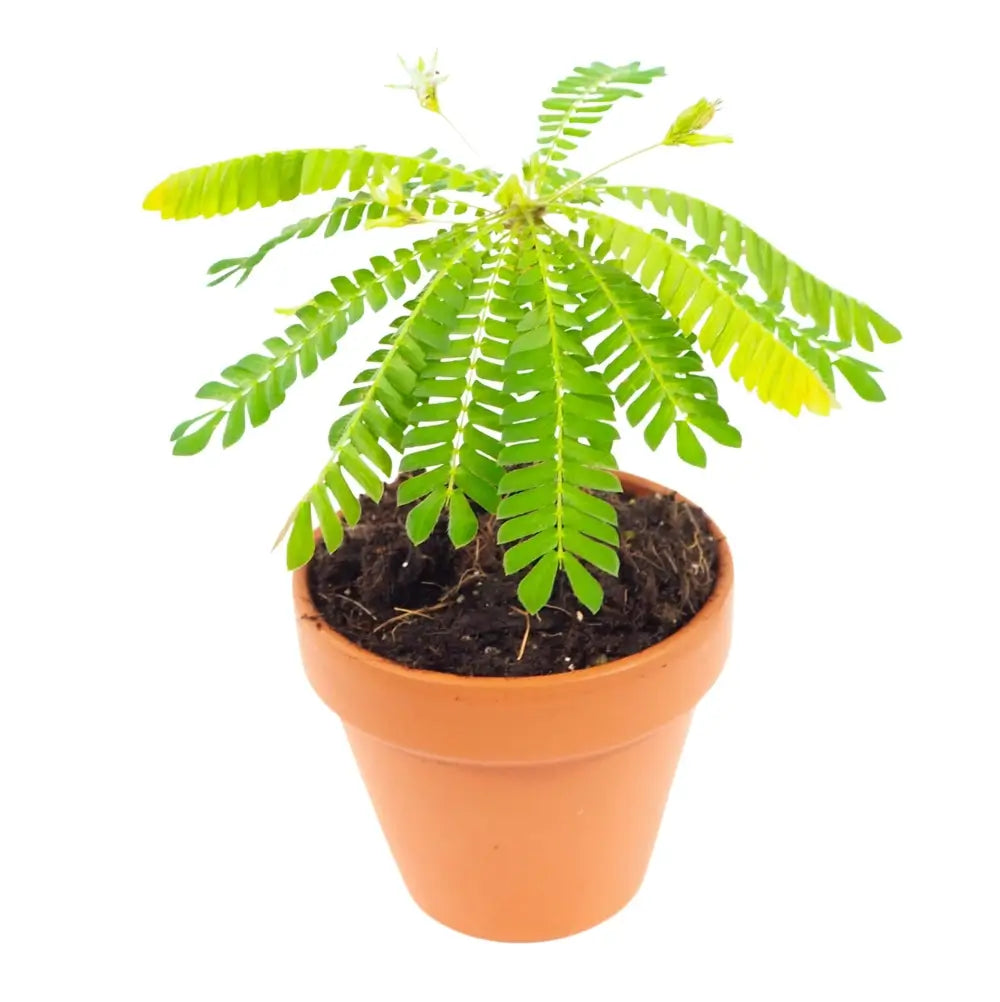 Biophytum sensitivum potted plant in nursery pot on white background.
