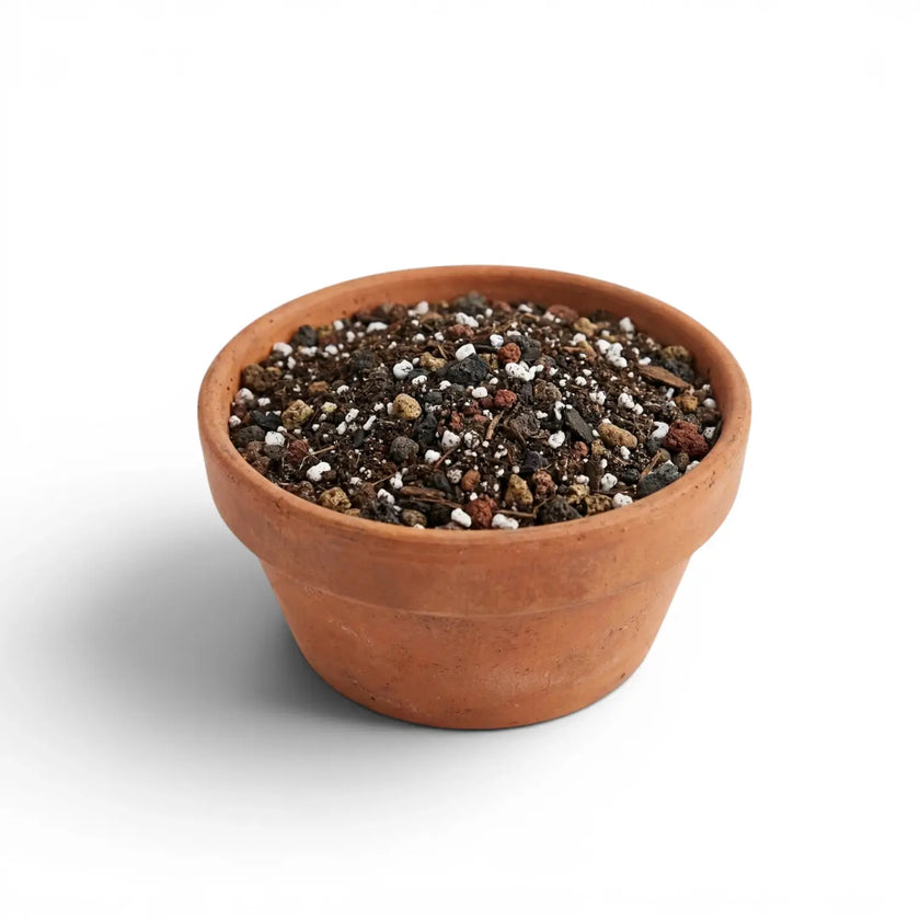 Terracotta pot filled with bonsai potting mix  on a white background