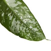 Schismatoglottis scortechinii – Blattdetail vor weißem Hintergrund..