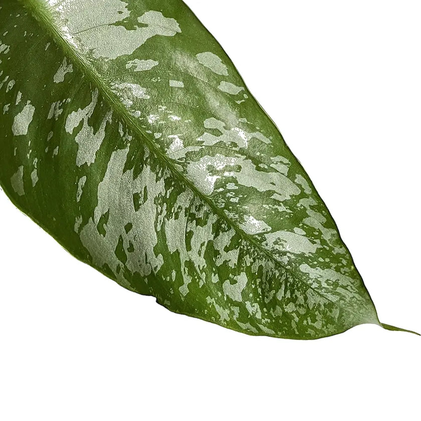 Schismatoglottis scortechinii – Blattdetail vor weißem Hintergrund..