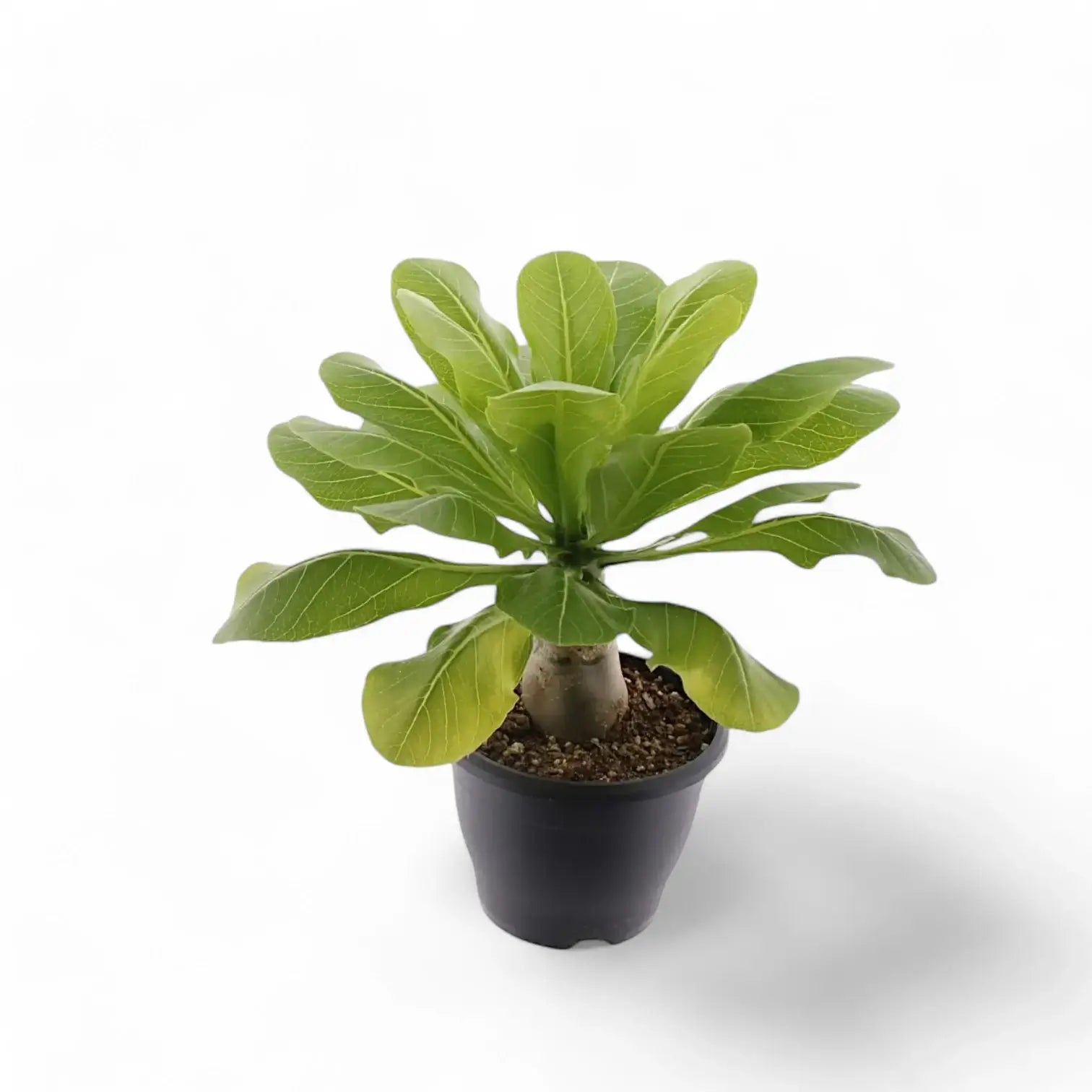 Brighamia insignis 'Hawaii Palm' potted plant in nursery pot on white background.