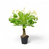 Brighamia insignis 'Hawaii Palm' potted plant in nursery pot on white background.