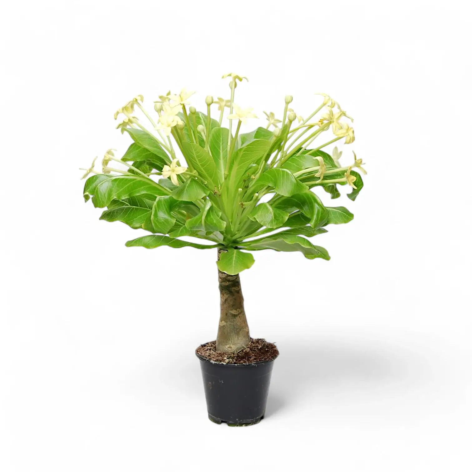 Brighamia insignis 'Hawaii Palm' potted plant in nursery pot on white background.