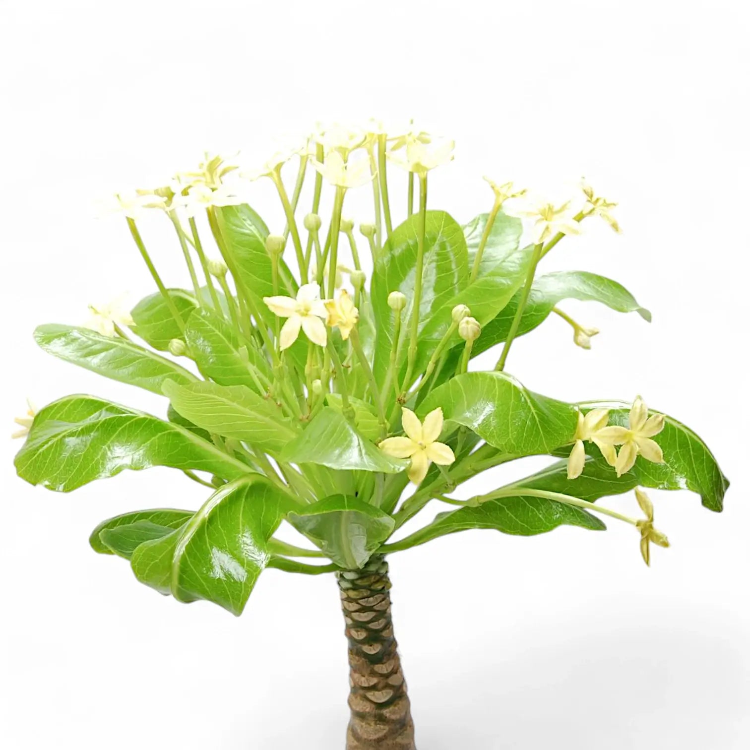 Brighamia insignis 'Hawaii Palm' potted plant in nursery pot on white background.