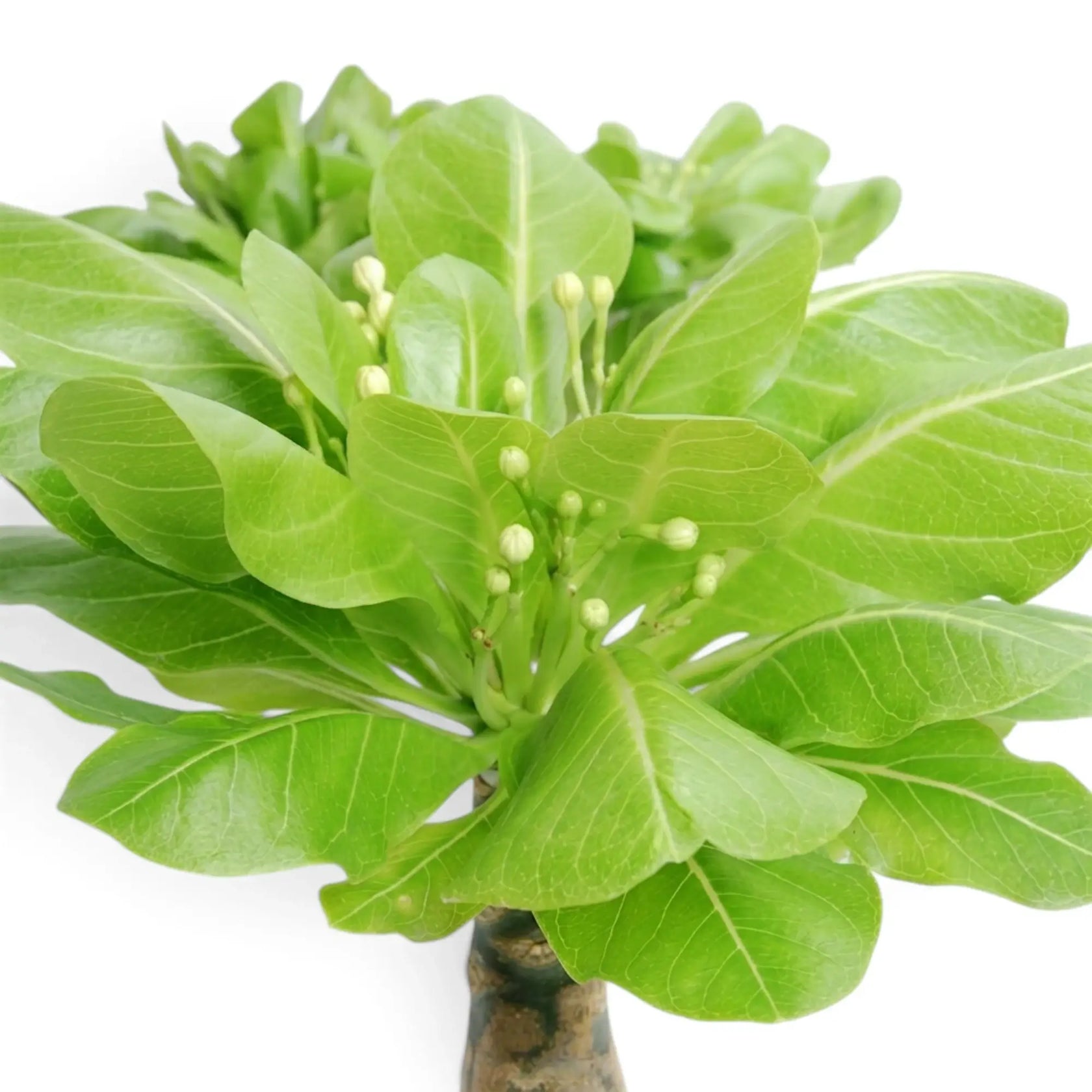Nahaufnahme der Blätter von Brighamia insignis mit Gruppen heller Blütenknospen