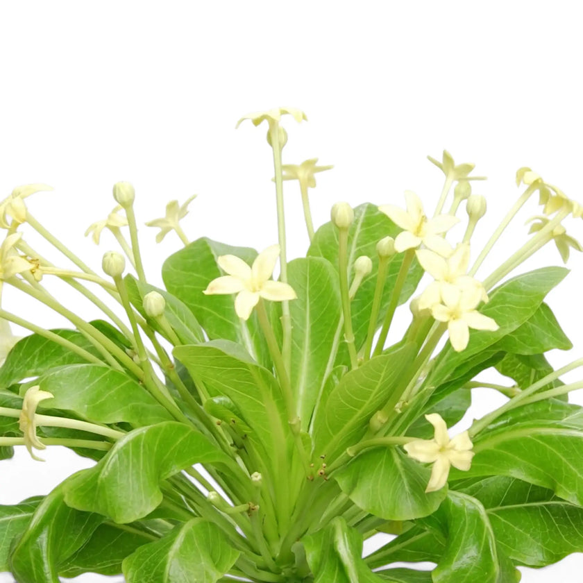 Detailaufnahme von Blättern, Knospen und blassgelben Blüten von Brighamia insignis