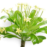 Nahaufnahme einer blühenden Brighamia insignis mit blassgelben, trompetenförmigen Blüten