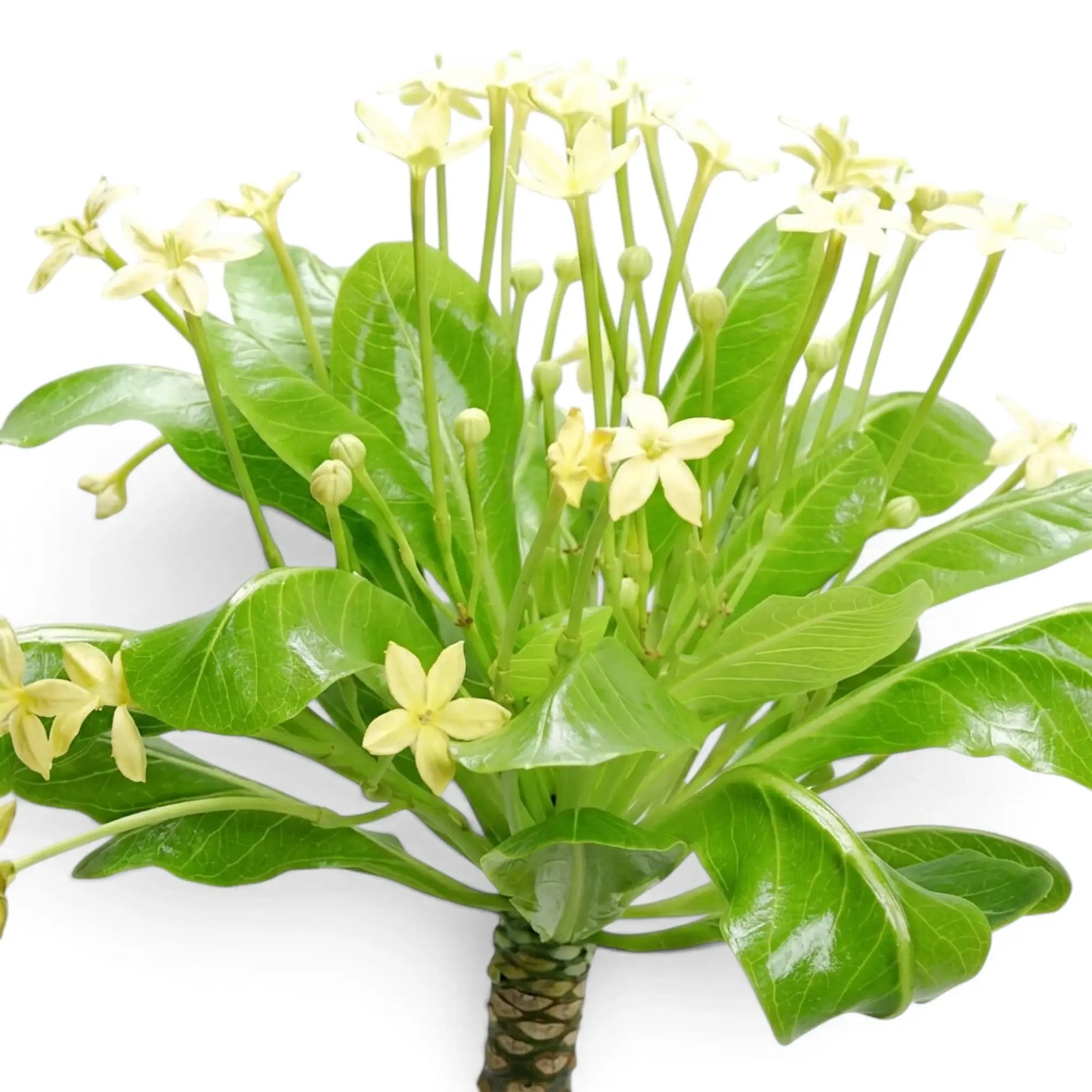 Nahaufnahme einer blühenden Brighamia insignis mit blassgelben, trompetenförmigen Blüten
