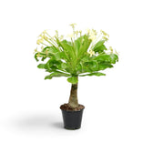 Brighamia insignis mit hohem Stamm und geöffneten blassgelben Blüten