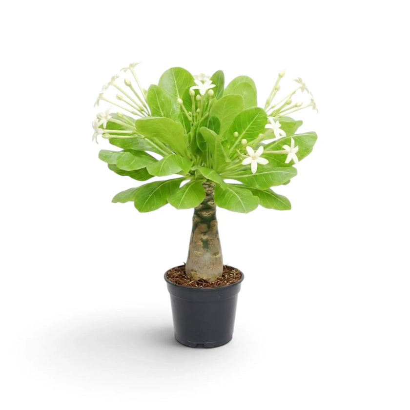 Brighamia insignis im Topf mit hellen Blüten über dem Blattschopf