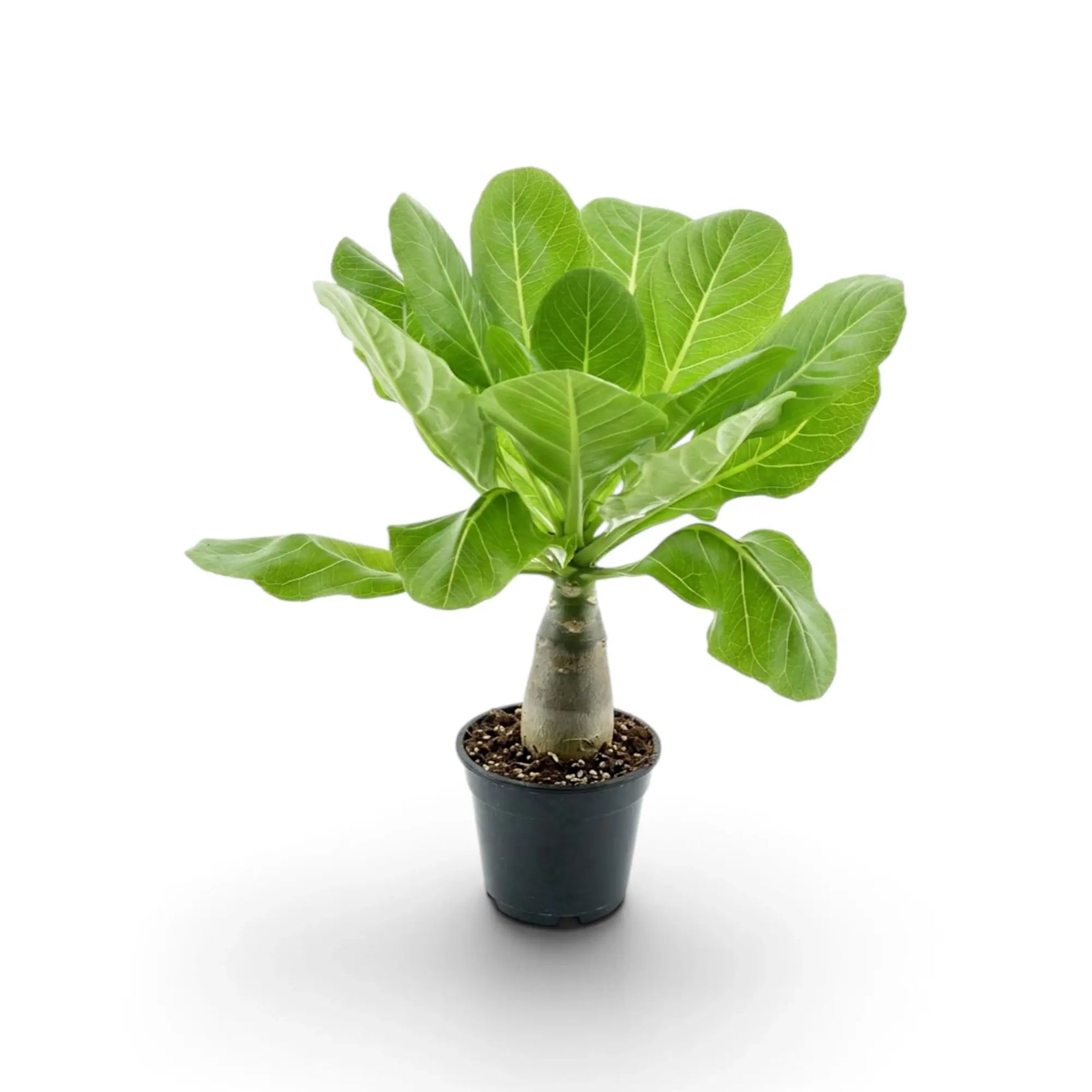 Brighamia insignis, die Hawaiipalme, mit dickem Stamm und grünem Blattschopf im schwarzen Topf