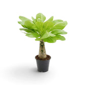 Brighamia insignis im Topf mit sukkulentem Stamm, der sich nach oben verjüngt, und breiten grünen Blättern