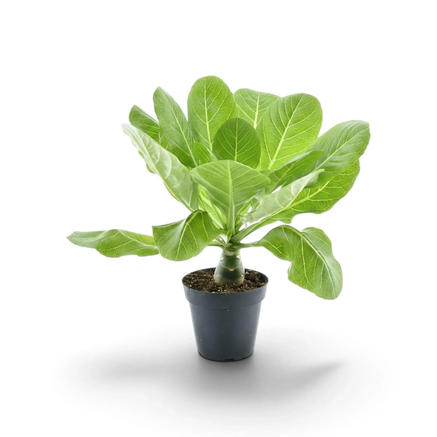 Brighamia insignis (Hawaiipalme) im schwarzen Kulturtopf in schräger Ansicht