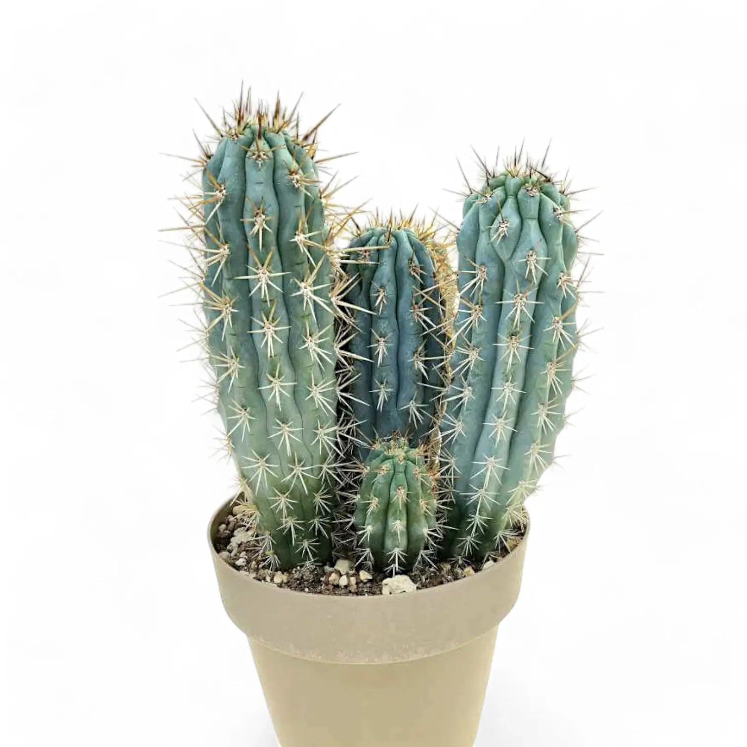Browningia hertlingiana potted plant in nursery pot on white background.