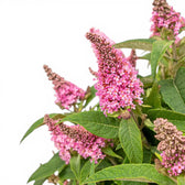 Buddleja davidii Butterfly Candy 'Little Pink' close-up detail.