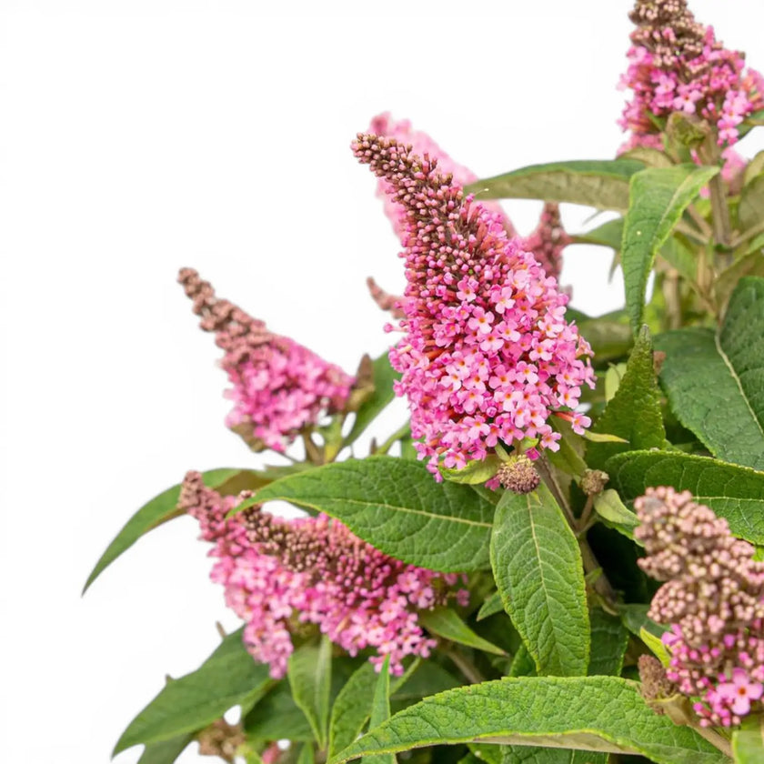 Buddleja davidii Butterfly Candy 'Little Pink' close-up detail.