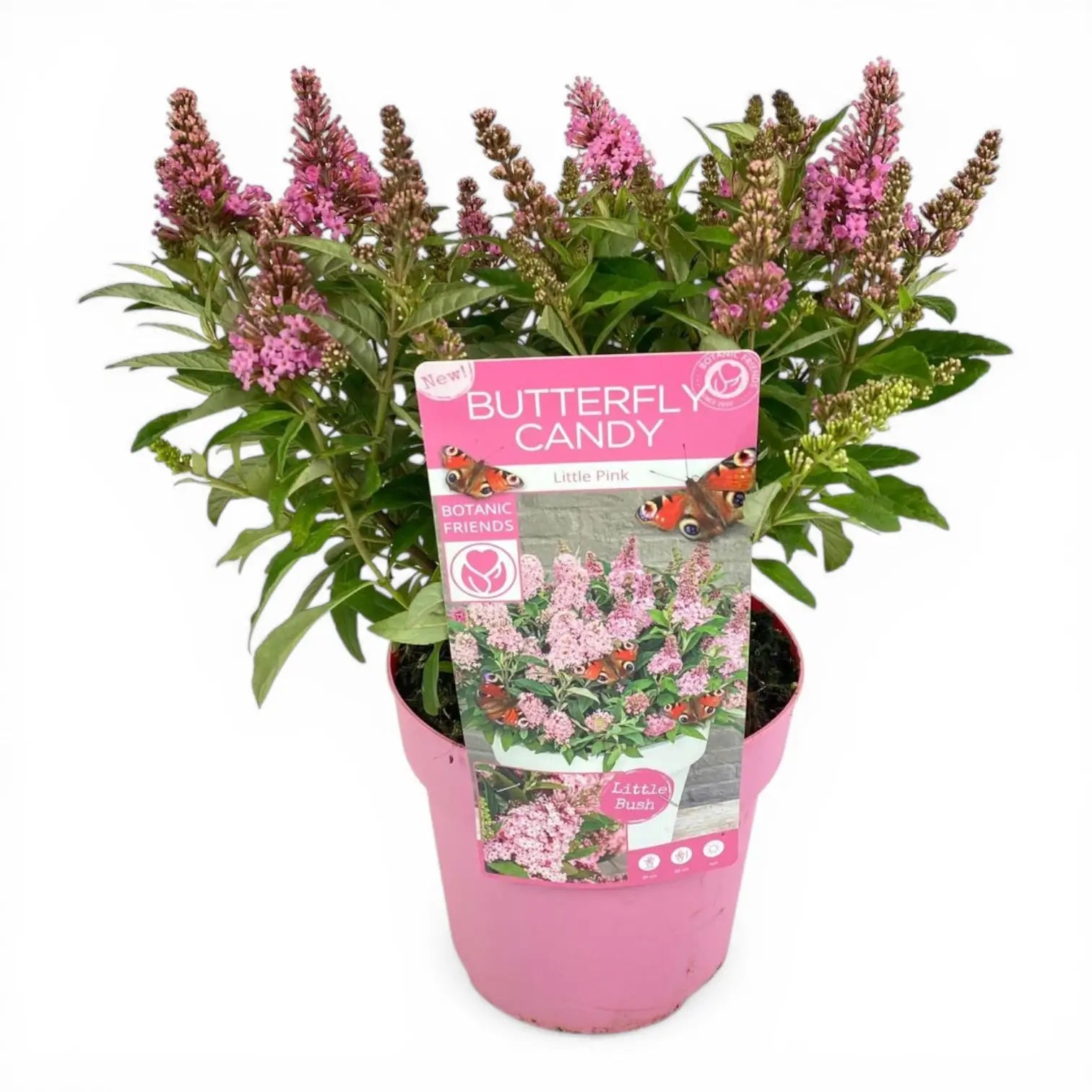 Buddleja davidii Butterfly Candy 'Little Pink' close-up detail.