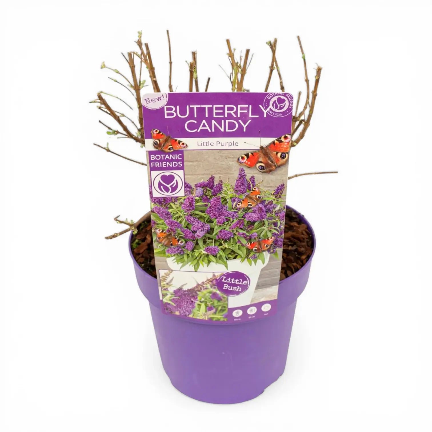 Buddleja davidii Butterfly Candy 'Little Purple' close-up detail.